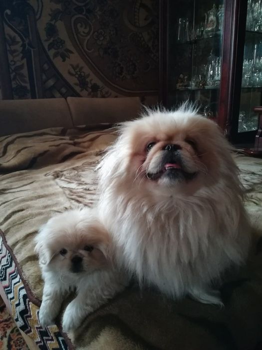 Пекинес мальчик приглашает невесту