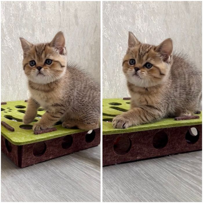 Хлопчик таббі шотландець