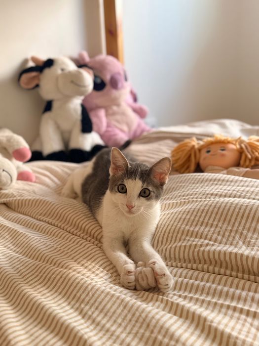 Adoção Gatinho com vacinas e microchip
