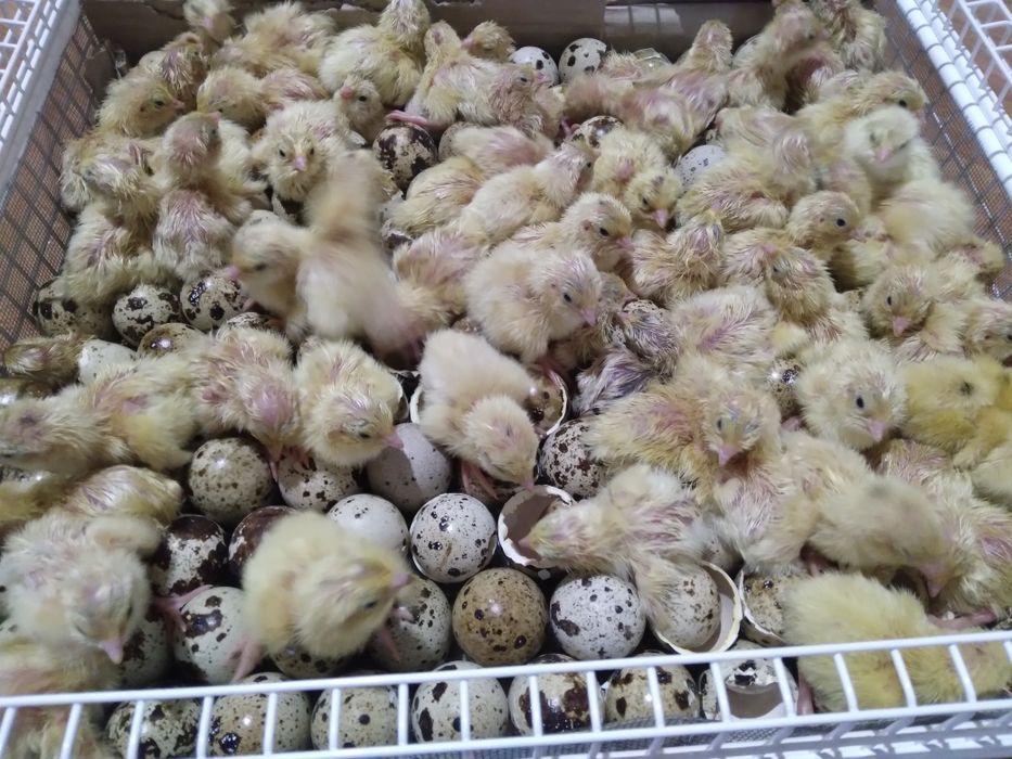 Суточные перепела Техас 23гр