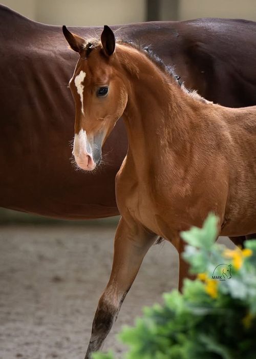 Dwukrotna czempionka źrebiąt klacz