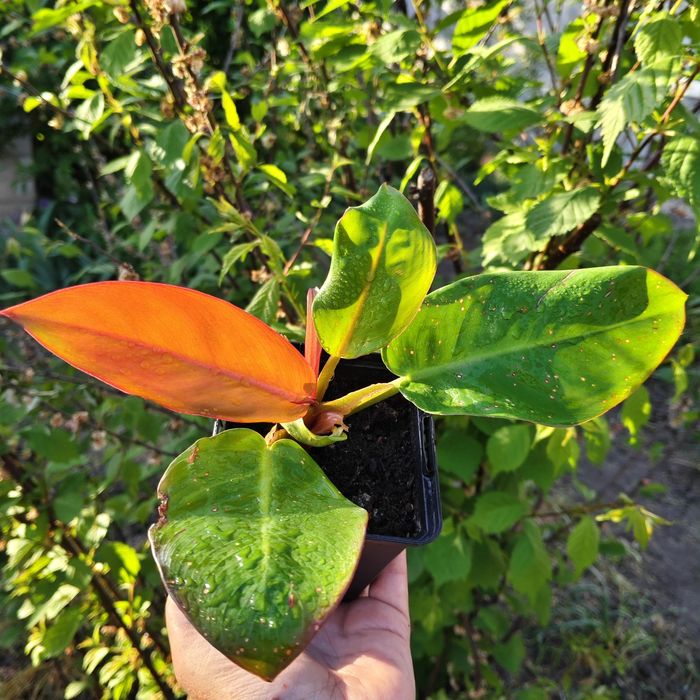 Аглаонема. Филодендрон