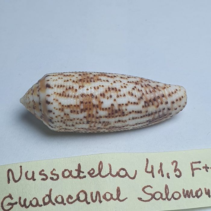 Conus Nussatella