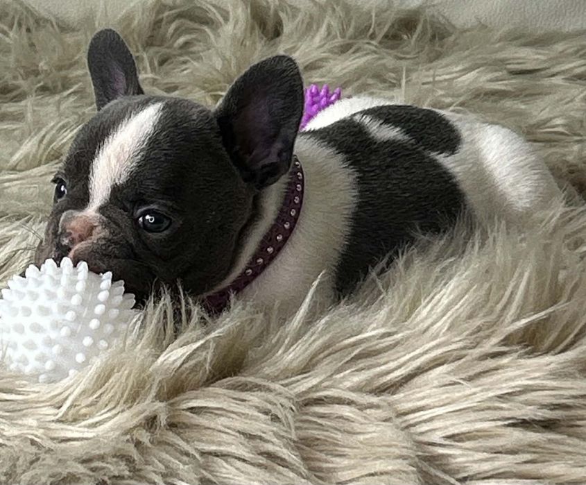 Buldog Francuski