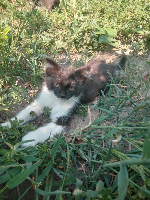 Милі грайливі котики в добрі руки