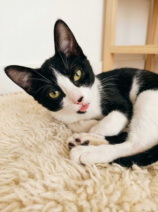 Setúbal e arredores / Margem Sul — MIKA, gatinha para adoção