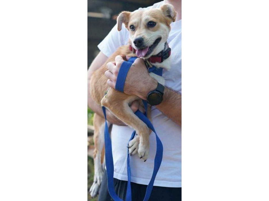Mała (10kg), WESOŁA, łagodna suczka (adopcja)