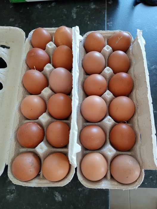 Vendo ovos caseiros