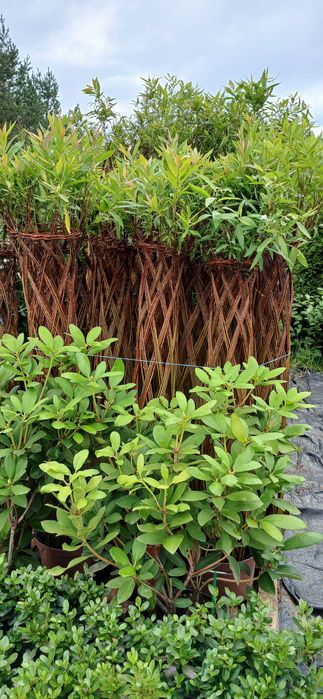 Wierzba pleciona 130 cm-120 zl,  160 +cm -150 zlzl