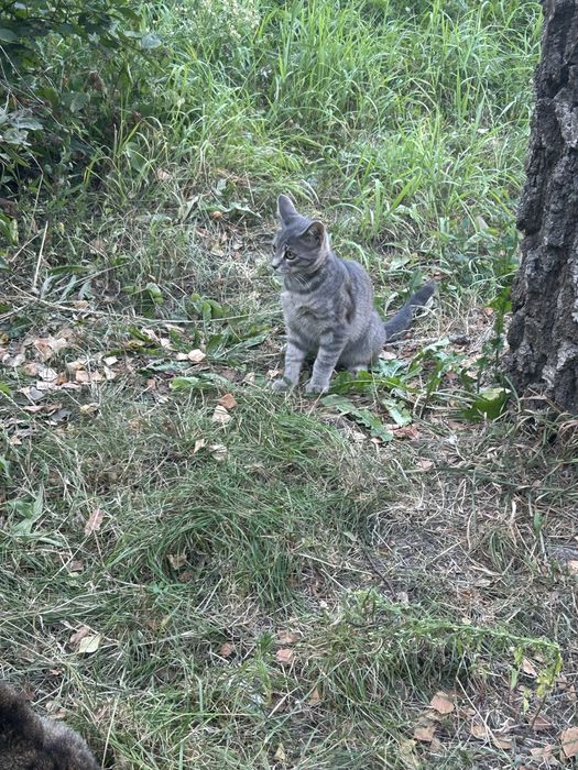 Кішечка   6 місяців