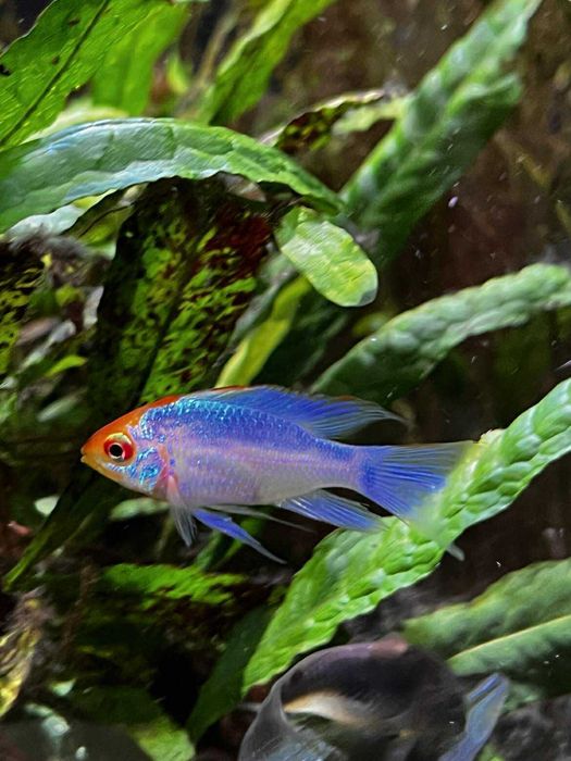 Microgeophagus ramirezi electric blue Ramireza electric blue