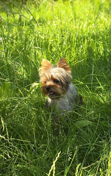 Piesek roczny Yorkshire terrier