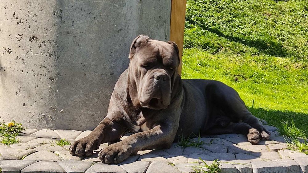 Кане корсо, Граф Себастян, в'язка