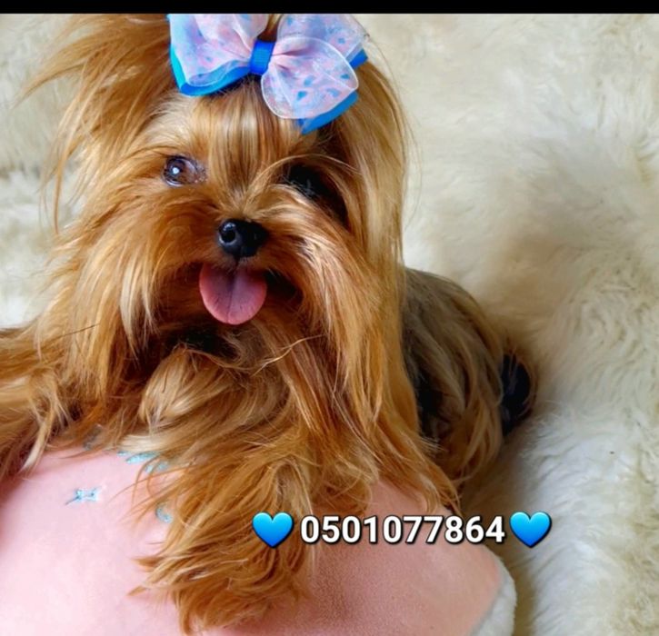 Миниатюрный мальчик йоркширского терьера (йорк)для вязки