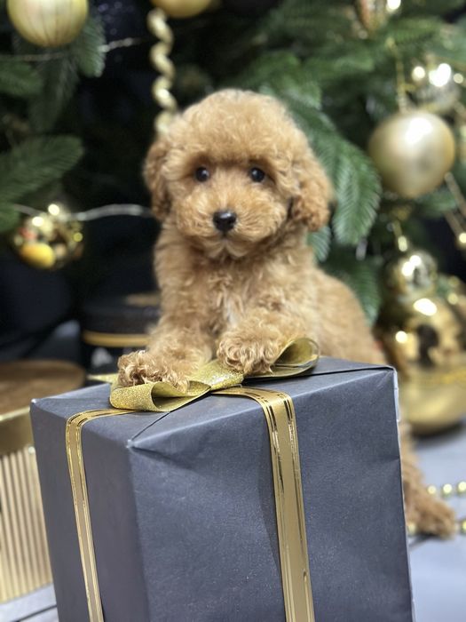 Хлопчик той пудель