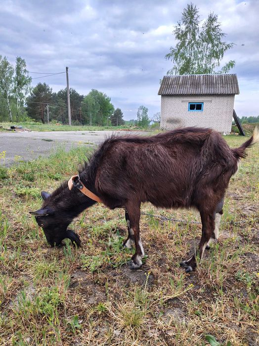 Продам безрогу козу