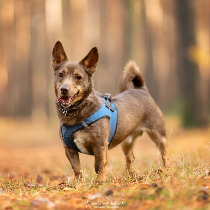 Piękny Waldi czeka na dom...