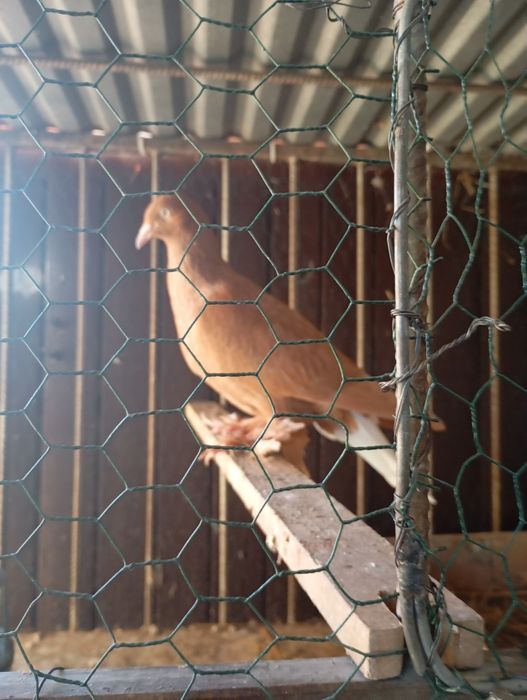 **Wyszfance żółty samiec**