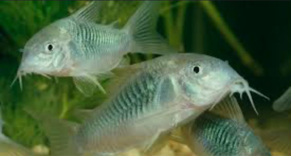 Corydoras green