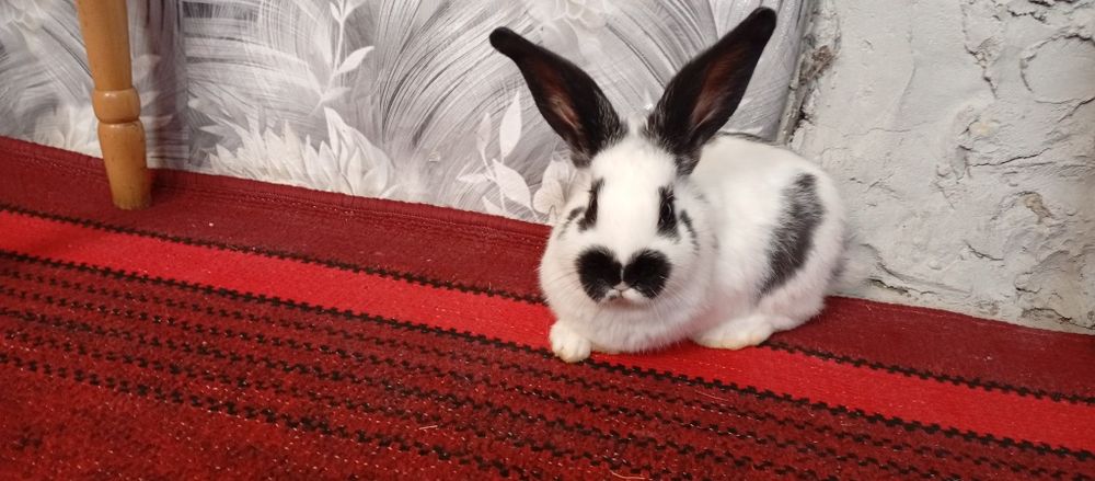 Продам кроликів 2 місяці