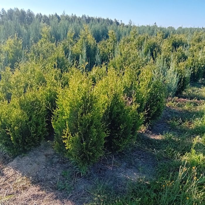 Tuja braband 200cm.szmaragd kórnik jałowiec swierk serbsk srebrny jodł