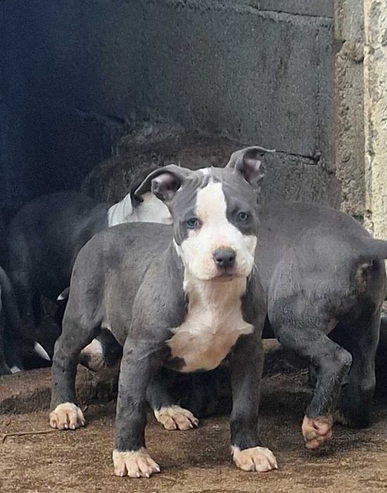 AMERICAN STAFFORDSHIRE TERRIER Canil Of Greatwarriors