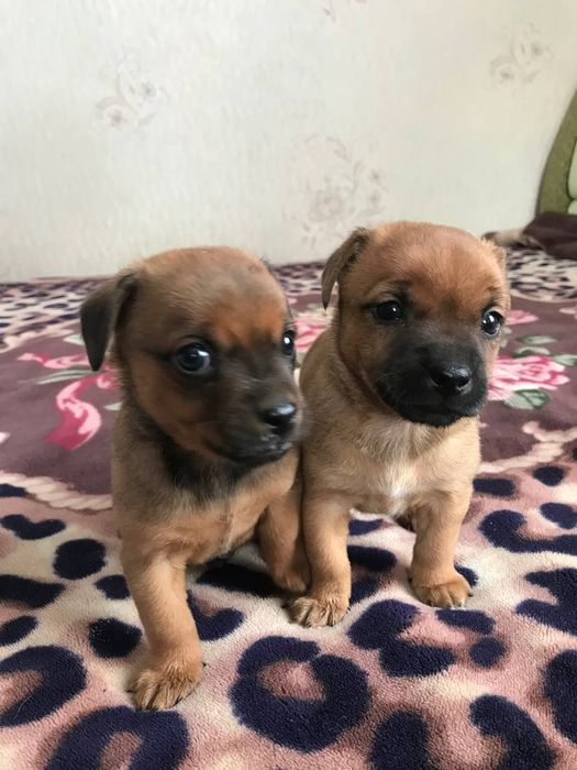 Продам цуценят (мама Той-терєр)