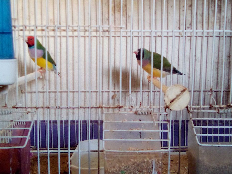 bengalins bichenove diamante golds gaiolas ninhos tudo para venda