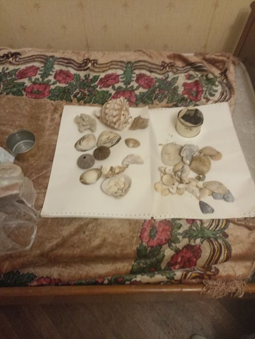 Ракушки и кораллі набор