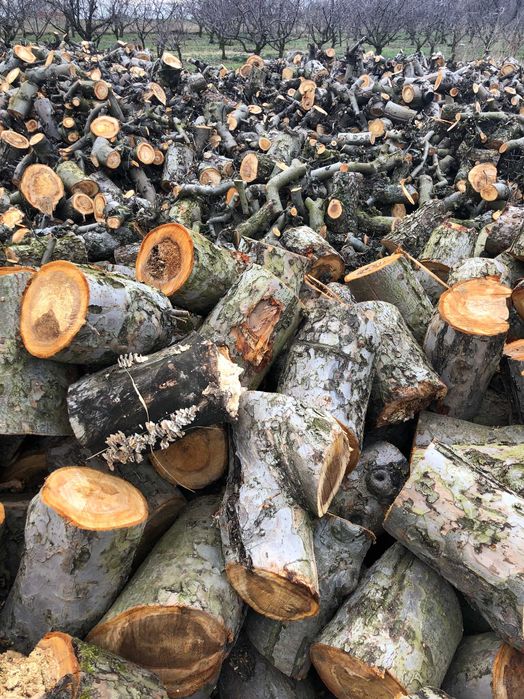 Drewno opałowe z drzew owocowych