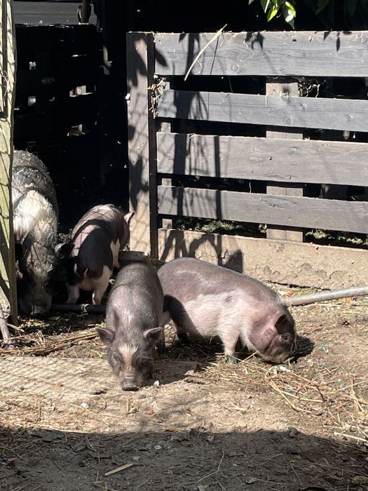 Porcos anoes  super lindos