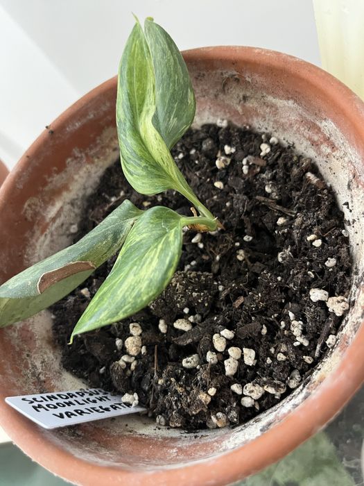 Scinadapsus moonlight vaiergata