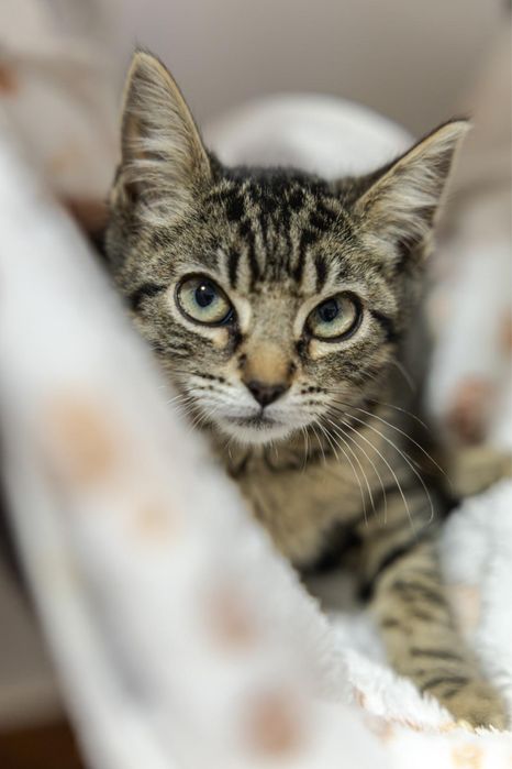 Gatinhas bebés para adoção responsável