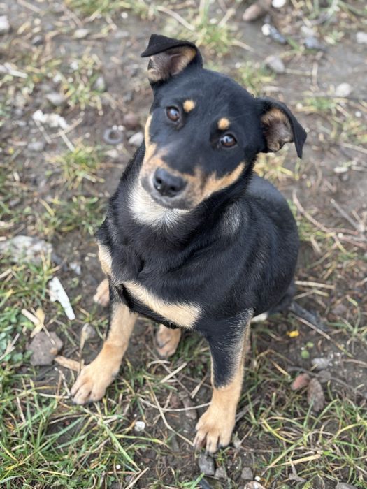 Цуценя в люблячу сімʼю (дівчинка)