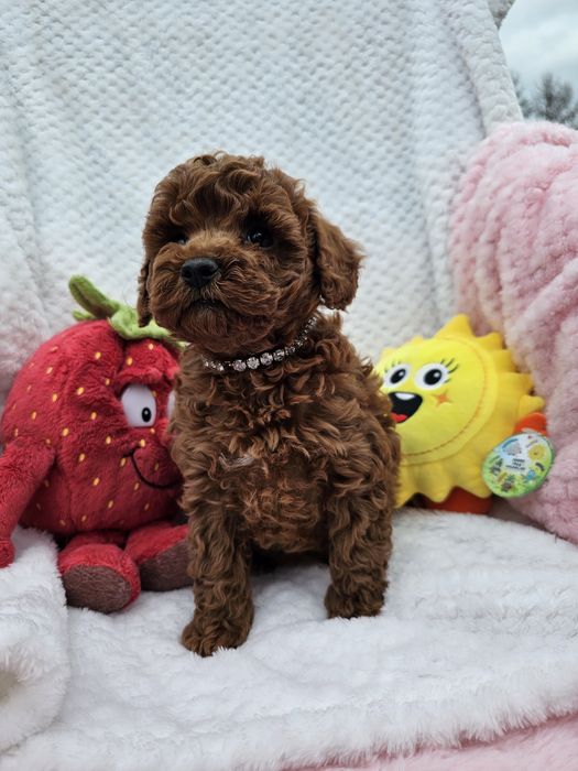 Pudel Toy Red Brown Dziewczynka Już Do Odbioru