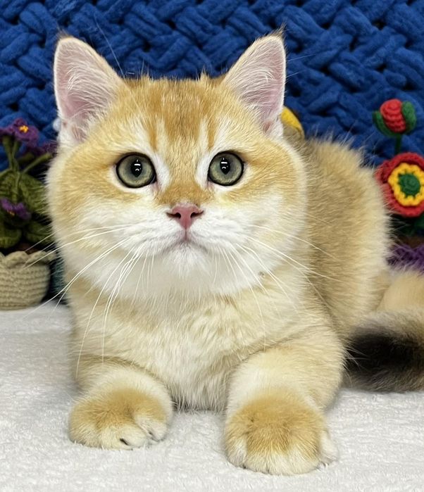 Шотландський золотий котик ny12