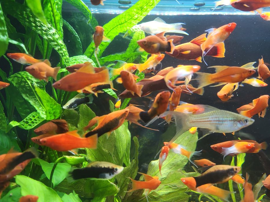 Na Sprzedaż- Mieczyki(Delta,Koi),Glonojady!!!