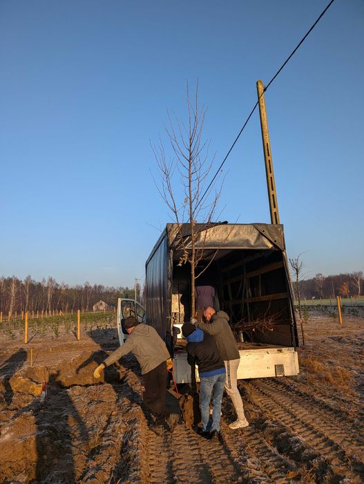 Lipa drobnolistna (Tilia cordata) obwód 18-20 cm