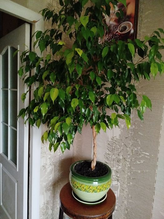 Продам домашнi квiти