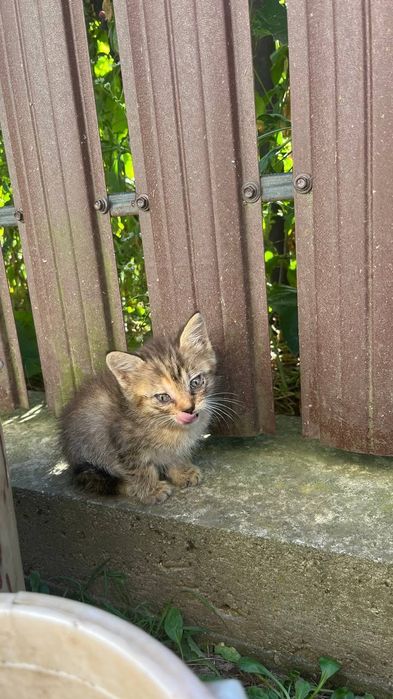 Віддам безкоштовно кошенят