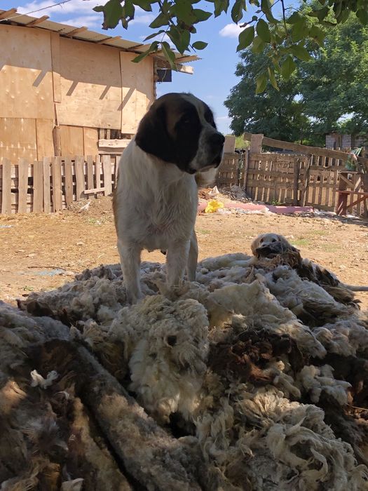 Срочно продам девочку