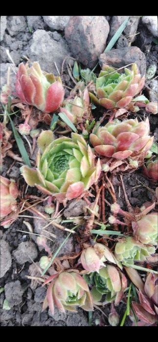 Продам кам'яні рози.