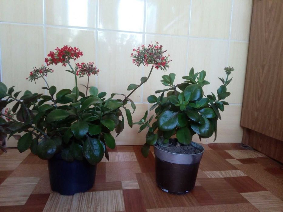 Продам каланхое. Червоні квіти