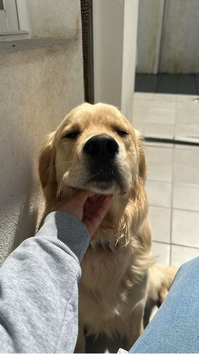 ADOÇÃO — Golden Retriever  Macho, 2 anos