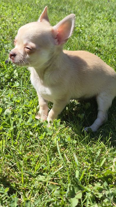 Piesek  chihuahua gotowy do odbioru