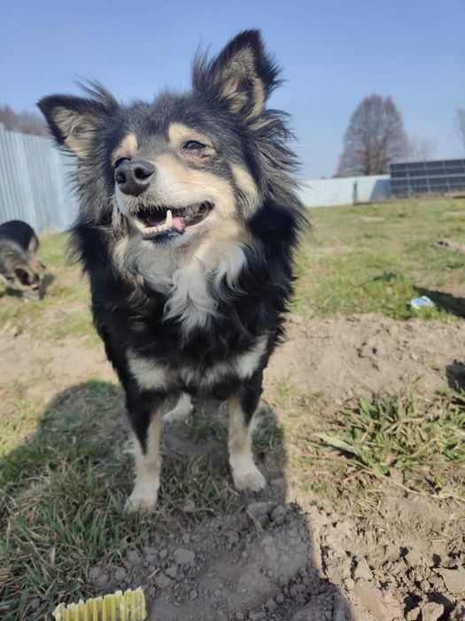 Gienia – skrzywdzona sunia szuka spokojnego domu z ogrodem