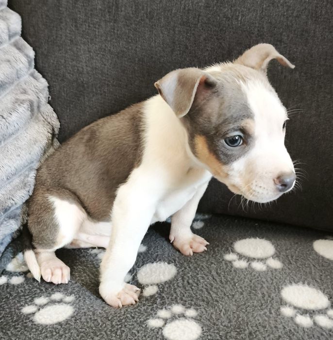 Américain staffordshire terrier com LOP