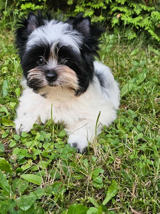 Biewer Yorkshire Terrier Chłopiec