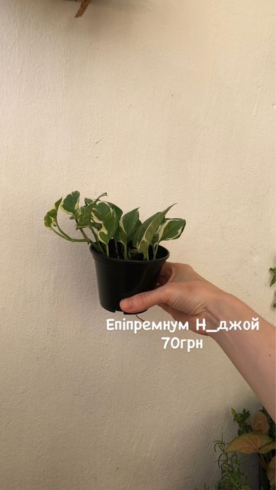 Розмарин/ хедера/калізія/сингоніум/церопегія/епіпремнум