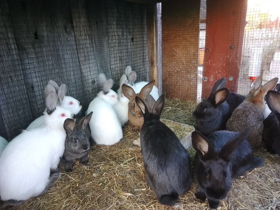 Młode króliki z 2026r